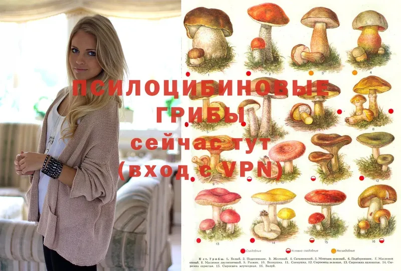 Галлюциногенные грибы Psilocybine cubensis  продажа наркотиков  Серпухов 